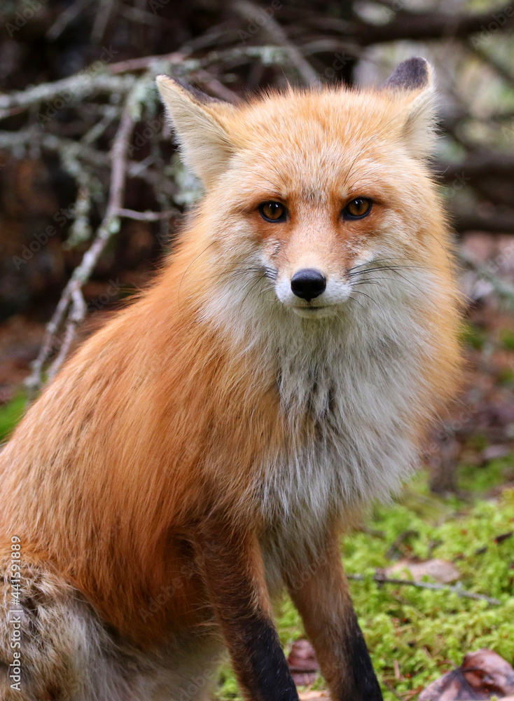 Fox at Dyea tidal flats Skagway Alaska