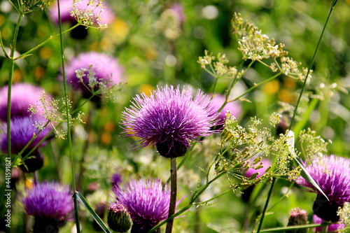 Purple shaggy flowers of Cirsium arvense on a summer meadow. Cirsium arvense flowers close - up © SHARKY PHOTOGRAPHY