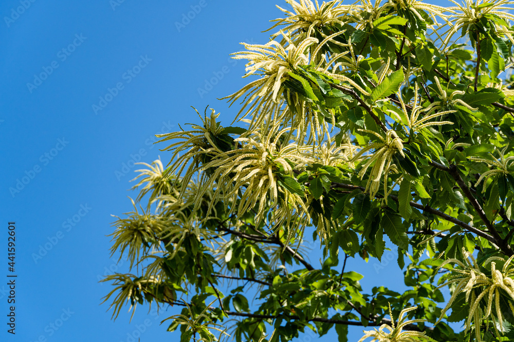 Blooming Castanea sativa (sweet or Spanish chestnut) in public landscape city park Blooming Castanea sativa (sweet or Spanish chestnut) in public landscape city park