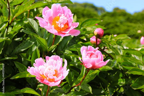 Bush with beautiful pink common peony flowers  lat. Paeonia . Lush flower in bloom on a background of green leaves in a spring summer garden park . Nature s landscape at sunny day. Floral background.
