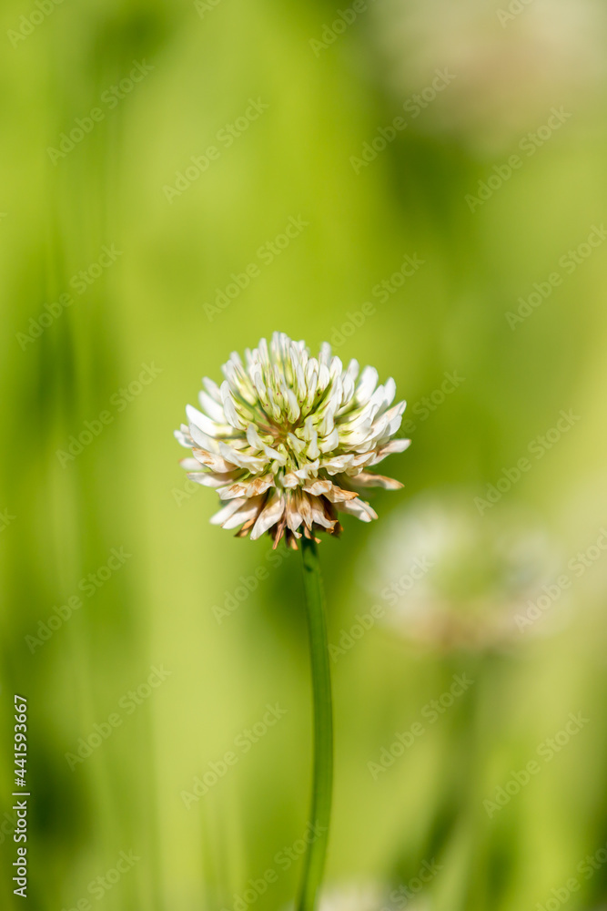 A close up photograph of a single clover flower, with a shallow depth of field A close up photograph of a single clover flower, with a shallow depth of field