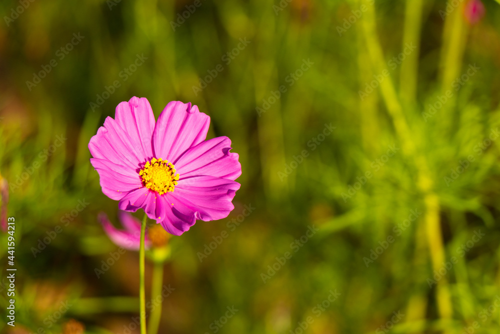 Obraz premium Beautiful pink color cosmos (Mexican aster) flower background