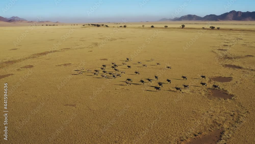 Aerial zoom in view of Gemsbok Oryx in the spectacular Namib Desert Aerial zoom in view of Gemsbok Oryx in the spectacular Namib Desert