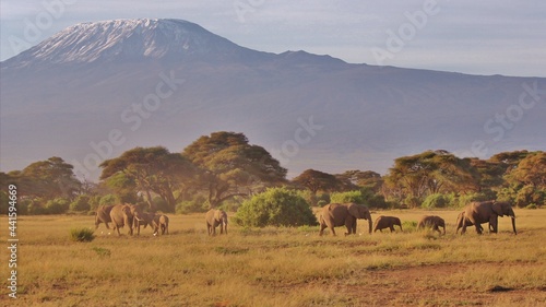 herd of horses