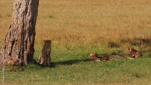 Cheetah