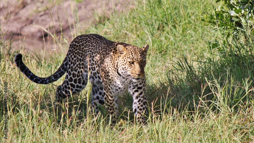 Obraz premium cheetah in the savannah