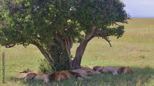 herd of deer