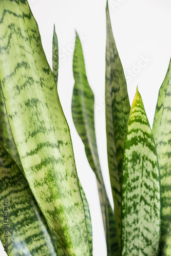 close up of Sansevieria trifasciata Prain (snake plant)  with green leaf on white background   photo