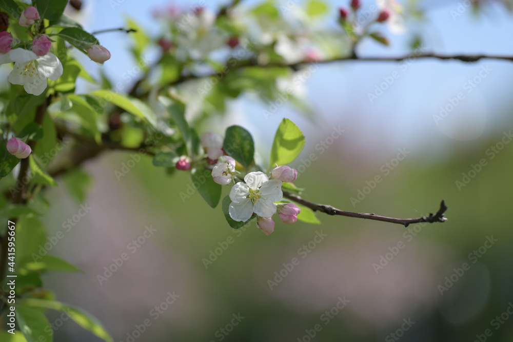 Thin twig of apple tree with delicate spring flowers Thin twig of apple tree with delicate spring flowers