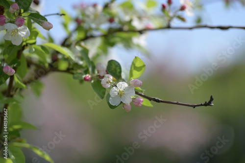 Thin twig of apple tree with delicate spring flowers