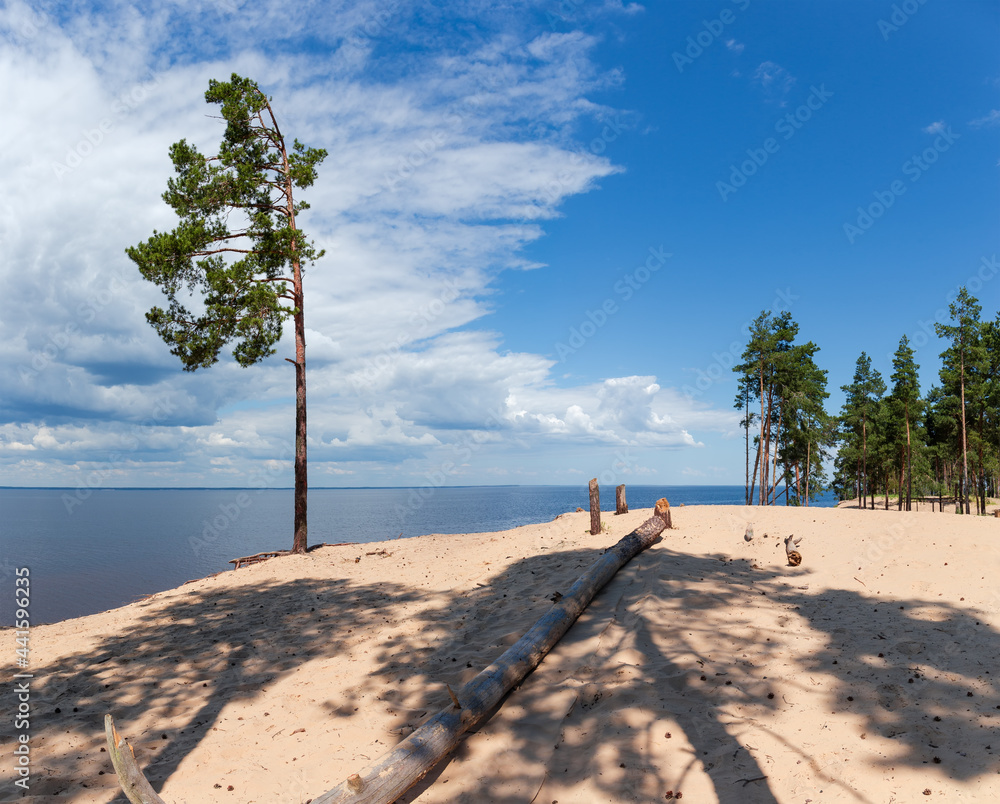 Tall pine on sandy shore of big reservoir against sky