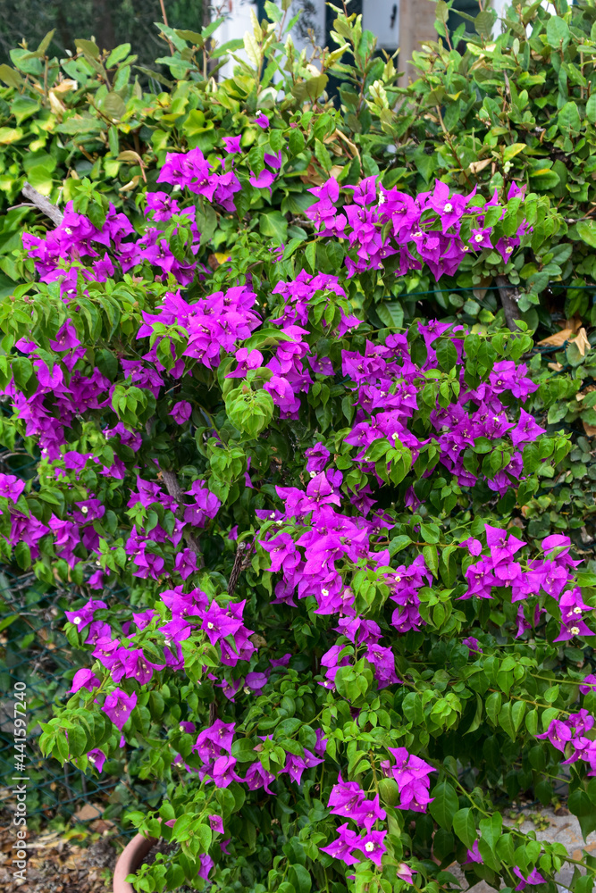 Bouganville pink flowers in a summer day