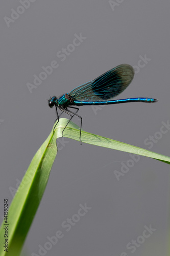 Male banded demoiselle damselfly on a sunny morning © Mike