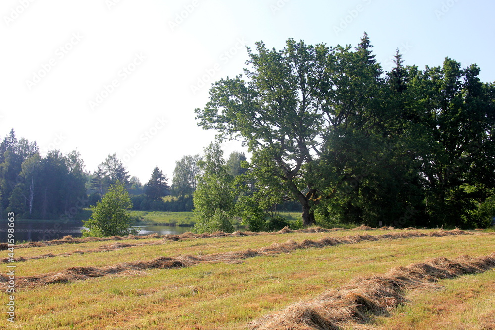 Yellow hay harvesting in golden field landscape. Rows of freshly cut hay on a summer field drying in the sun