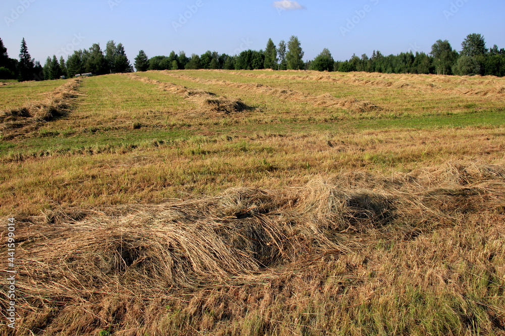 Yellow hay harvesting in golden field landscape. Rows of freshly cut hay on a summer field drying in the sun