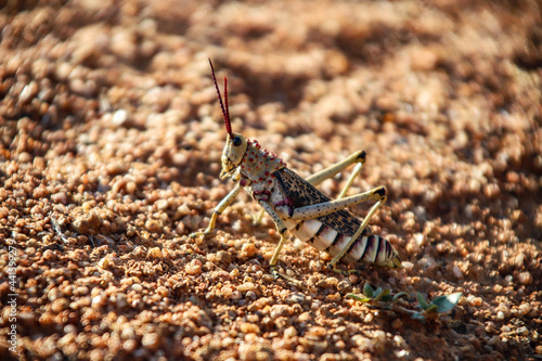 grasshopper on the ground