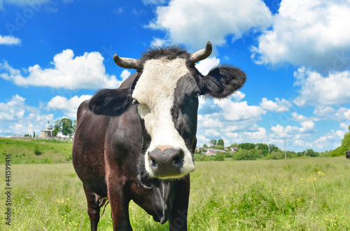 Fototapeta Naklejka Na Ścianę i Meble -  Cow close-up portrait looking into the frame on a background of blue sky with clouds on the pasture