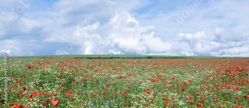 Poppy flowers field in spring and rain cloudy sky.