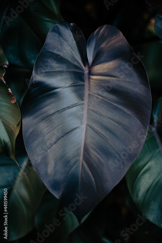 Philodendron Royal Queen - Black Ruby Leaf