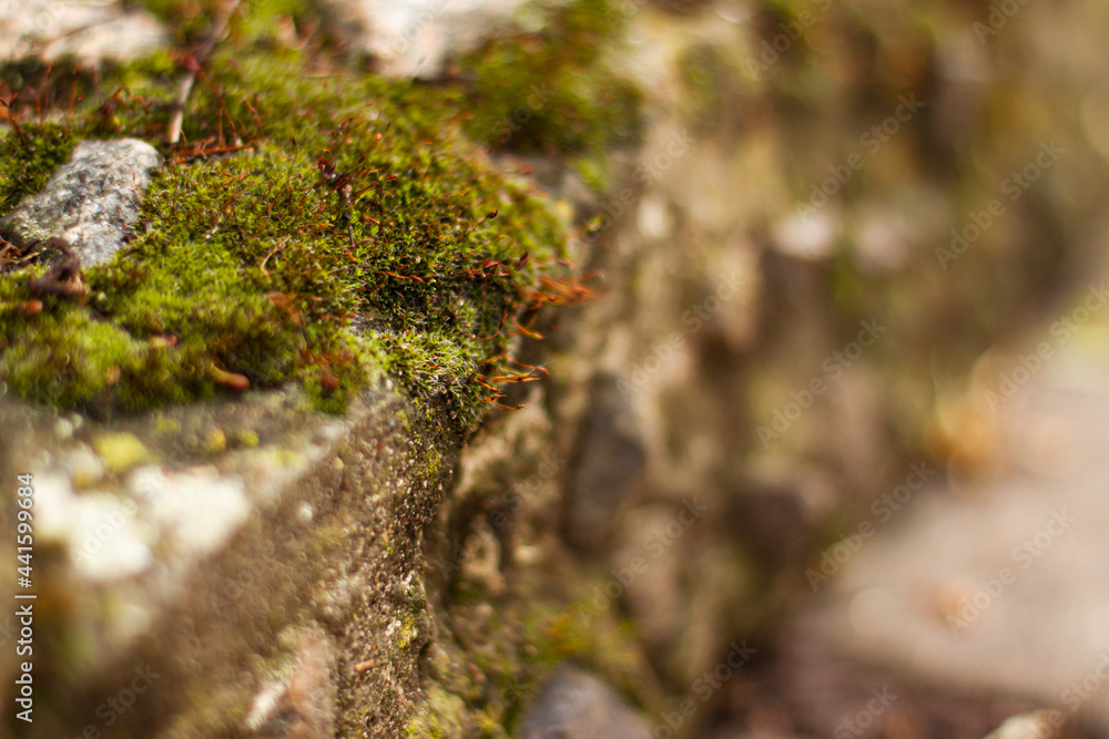 Close up of green moss among pebbles. Nature concept with copy space outdoor on daylight shot. Close up of green moss among pebbles. Nature concept with copy space outdoor on daylight shot.