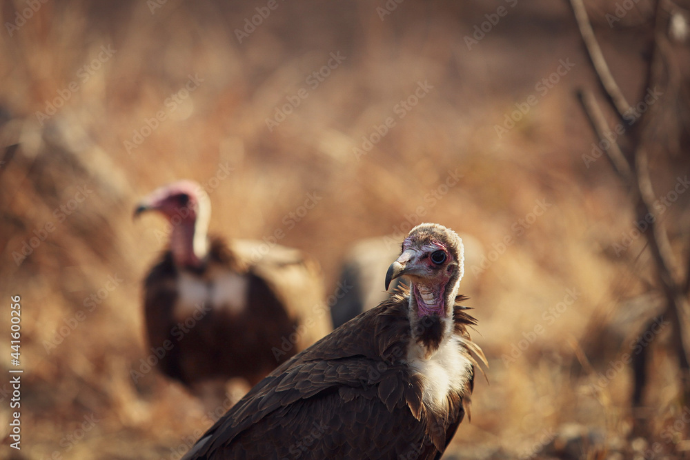 Fototapeta premium vulture in the wild