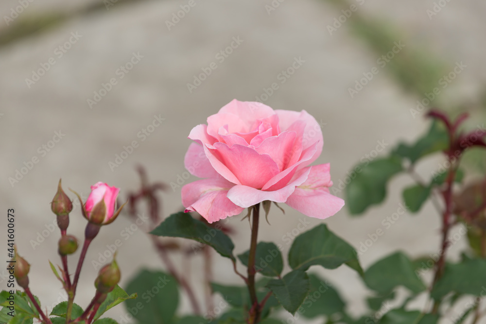 isolated pink pose and rose bud on gray - with space for text isolated pink pose and rose bud on gray - with space for text