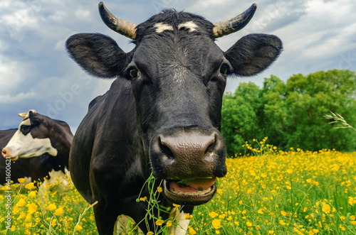 portrait of a cute black and white cow on a pasture with yellow flowers on a background of blue sky with white clouds. Looking at the camera