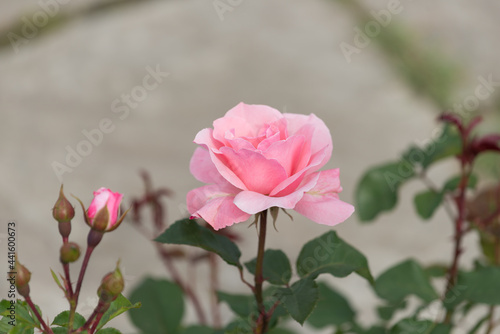 isolated pink pose and rose bud on gray - with space for text