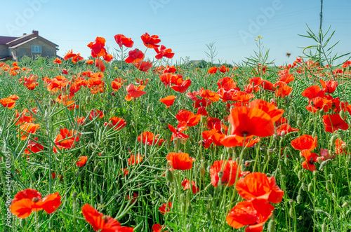 Fototapeta Naklejka Na Ścianę i Meble -  red poppies in a field in the middle of ripe green canola