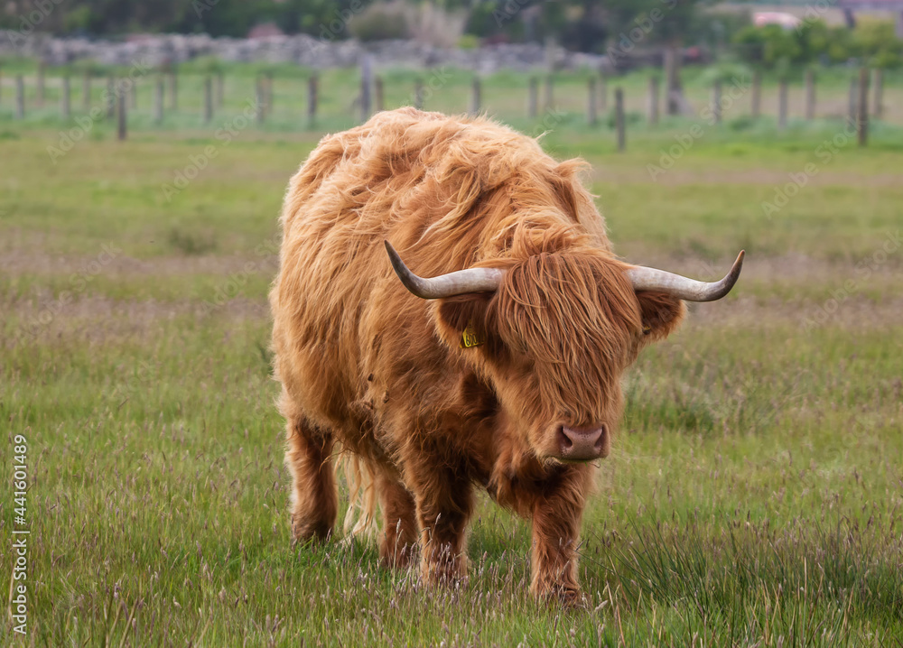 Highland Cattle (Bos taurus taurus) in a field in the Scottish Highlands, UK