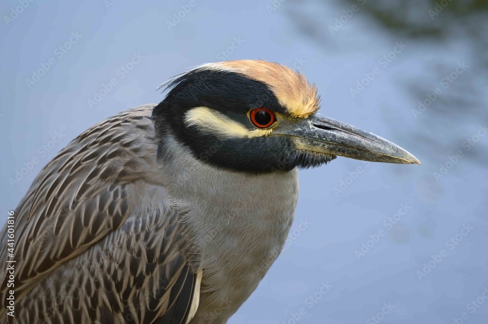 Fototapeta premium close up of a heron