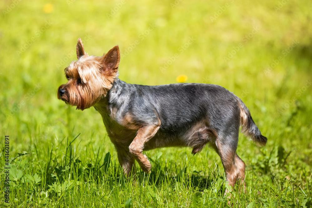 Female Yorkshire Terrier dog. Female Yorkshire Terrier dog.