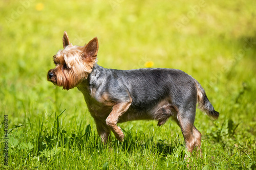 Female Yorkshire Terrier dog.