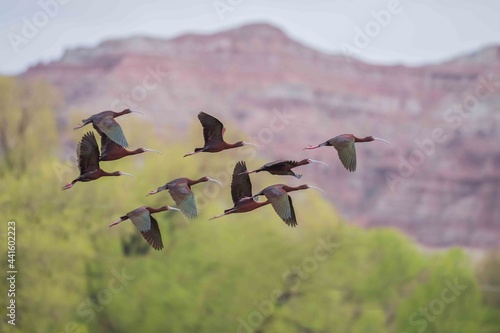 White Faced Ibis © Bill