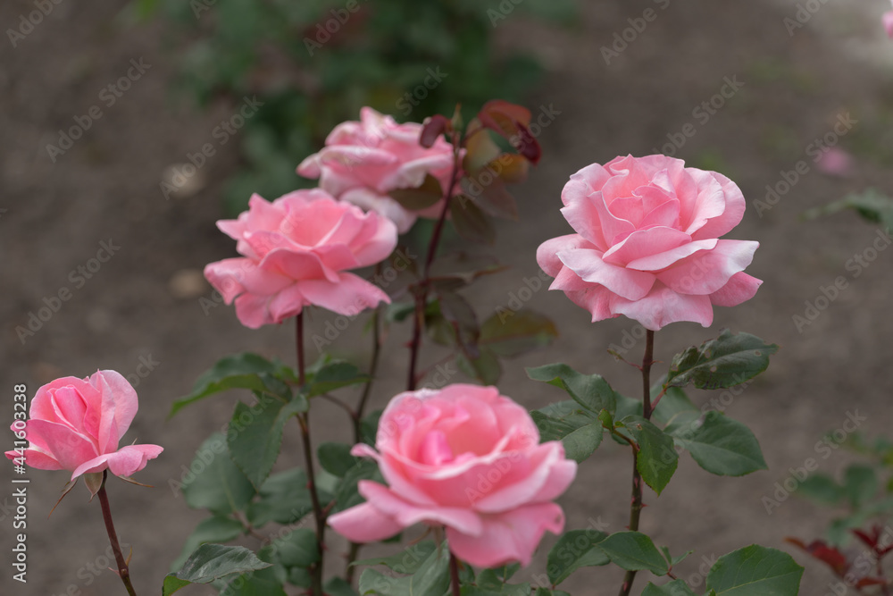 Fototapeta premium pink roses on warm brown gray green background