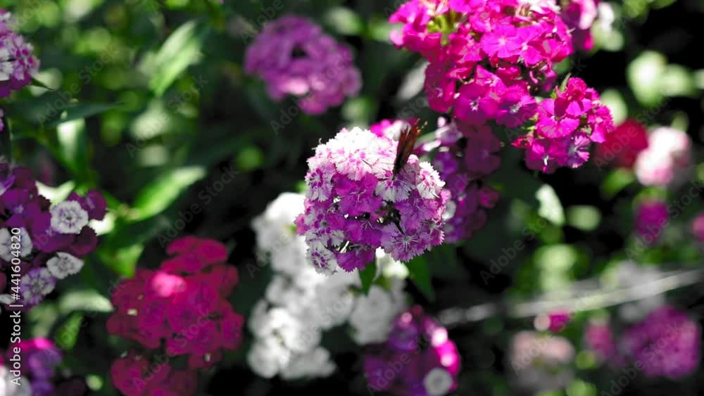 The butterfly collects pollen from the colorful flowers The butterfly collects pollen from the colorful flowers