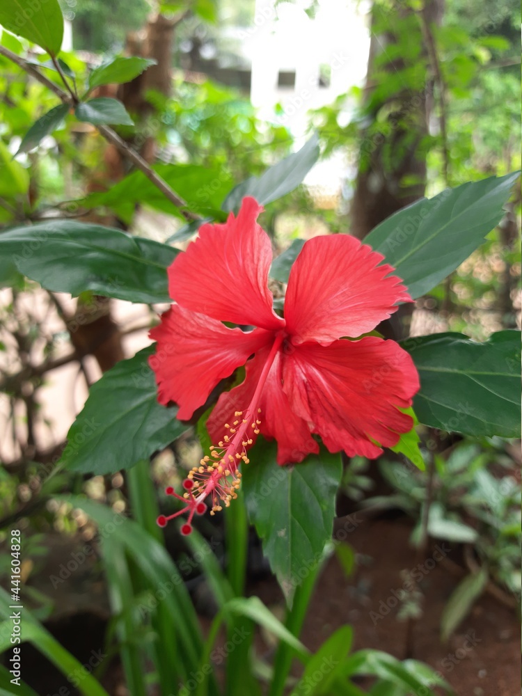 red hibiscus flower red hibiscus flower