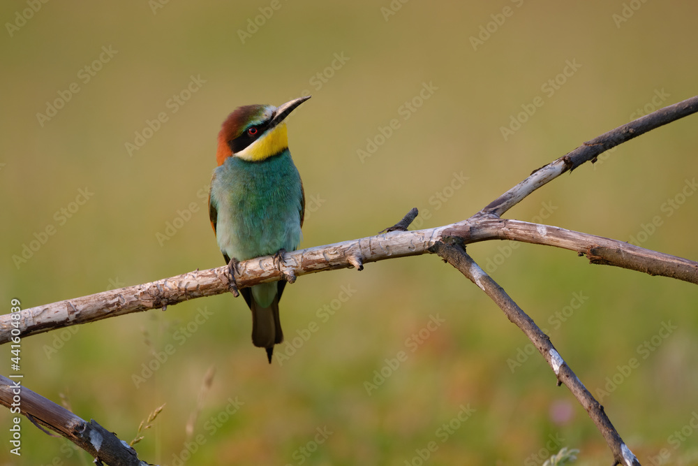 Bee-eater - Merops Apiaster sitting on a branch Bee-eater - Merops Apiaster sitting on a branch