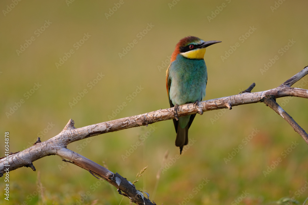 Bee-eater - Merops Apiaster sitting on a branch Bee-eater - Merops Apiaster sitting on a branch