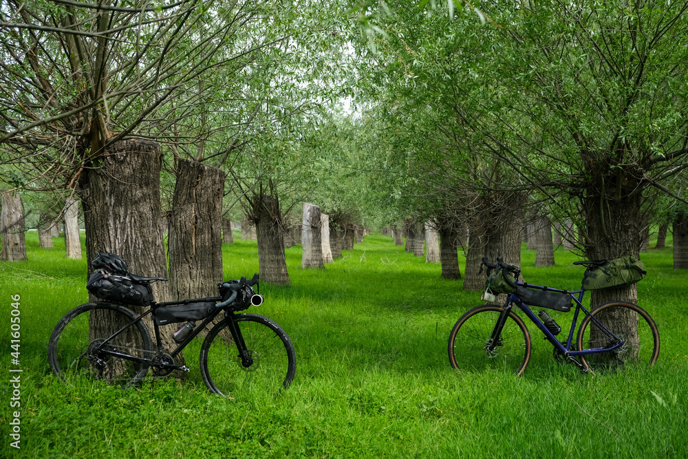 Bike packing bicycles in a a previously flooded forest. Different water levels are seen on the bark of the trees.