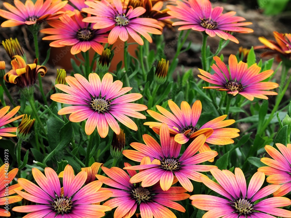 Fototapeta premium Osteospermum