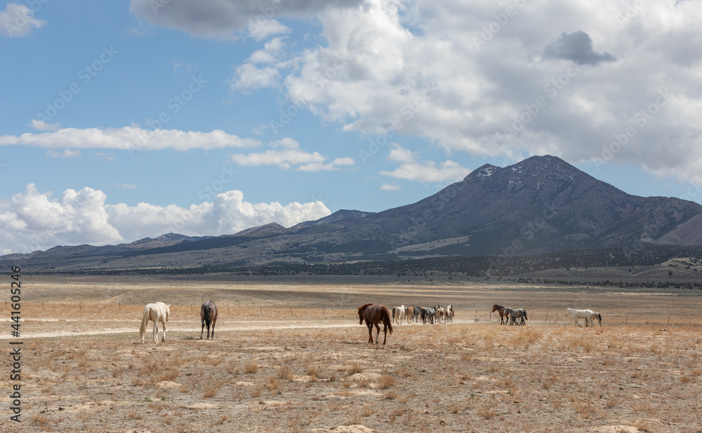 Wild Horses in the Utah Desert in spring Wild Horses in the Utah Desert in spring