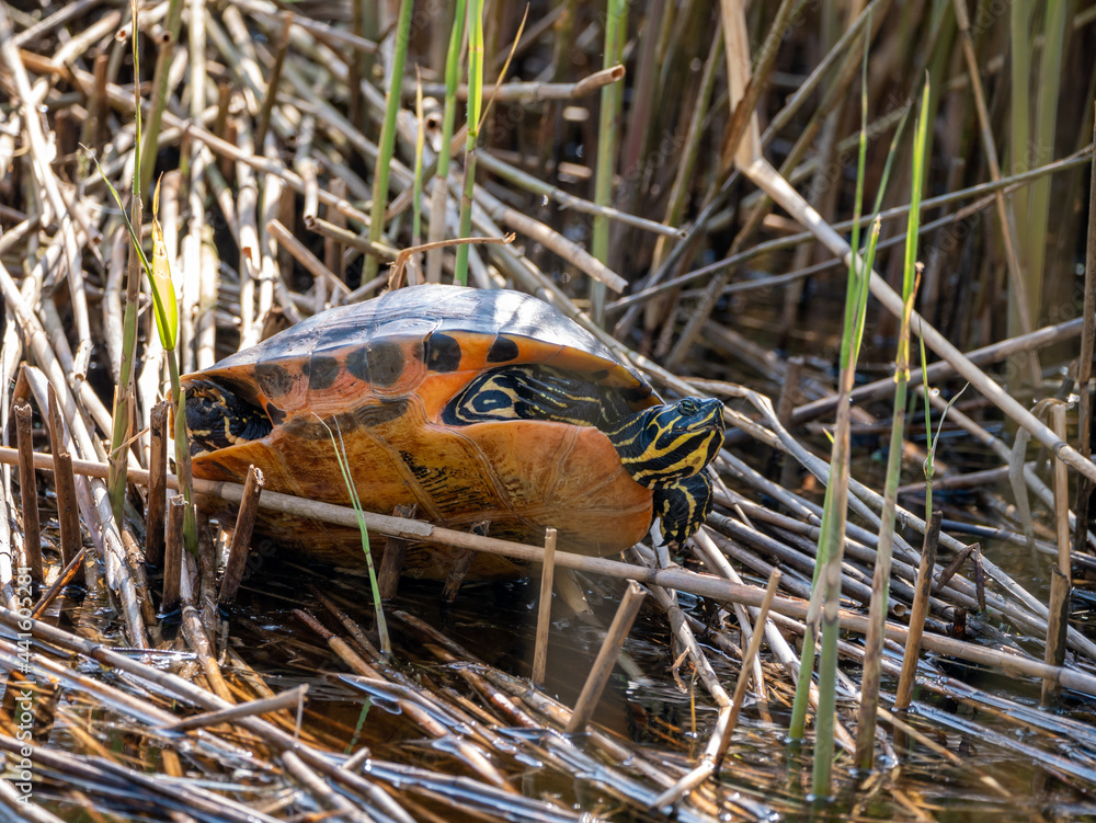 River cooter, Pseudemys concinna, freshwater turtle in nature reserve, Netherlands River cooter, Pseudemys concinna, freshwater turtle in nature reserve, Netherlands