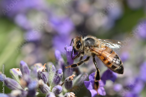 abeille © Pascal Cointe