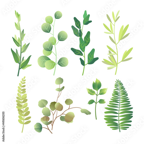 Green leaves set isolated on white background. Vector illustration