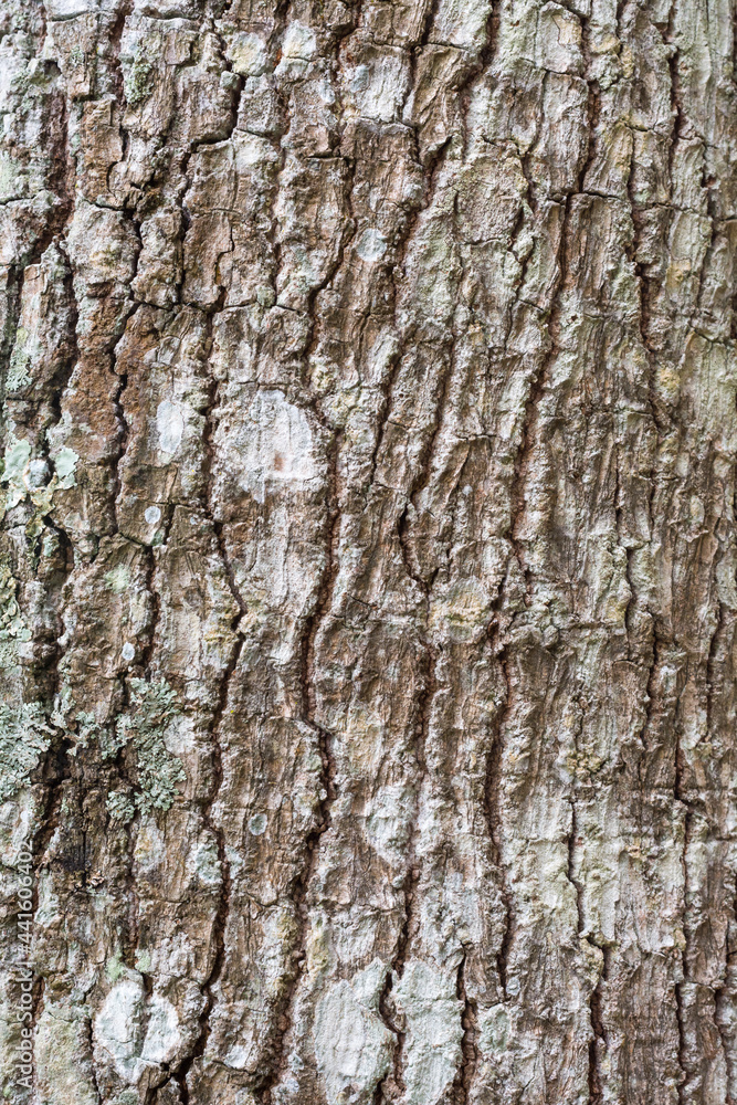 seamless outermost layer of tree, hardwood tree bark texture background, closeup view of natural wallpaper, backdrop for designing seamless outermost layer of tree, hardwood tree bark texture background, closeup view of natural wallpaper, backdrop for designing