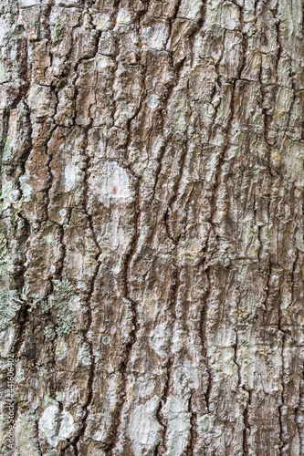 seamless outermost layer of tree, hardwood tree bark texture background, closeup view of natural wallpaper, backdrop for designing © Shamil