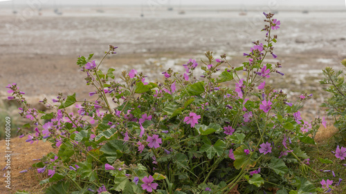 Pink geranium wildflower at the side of a beach