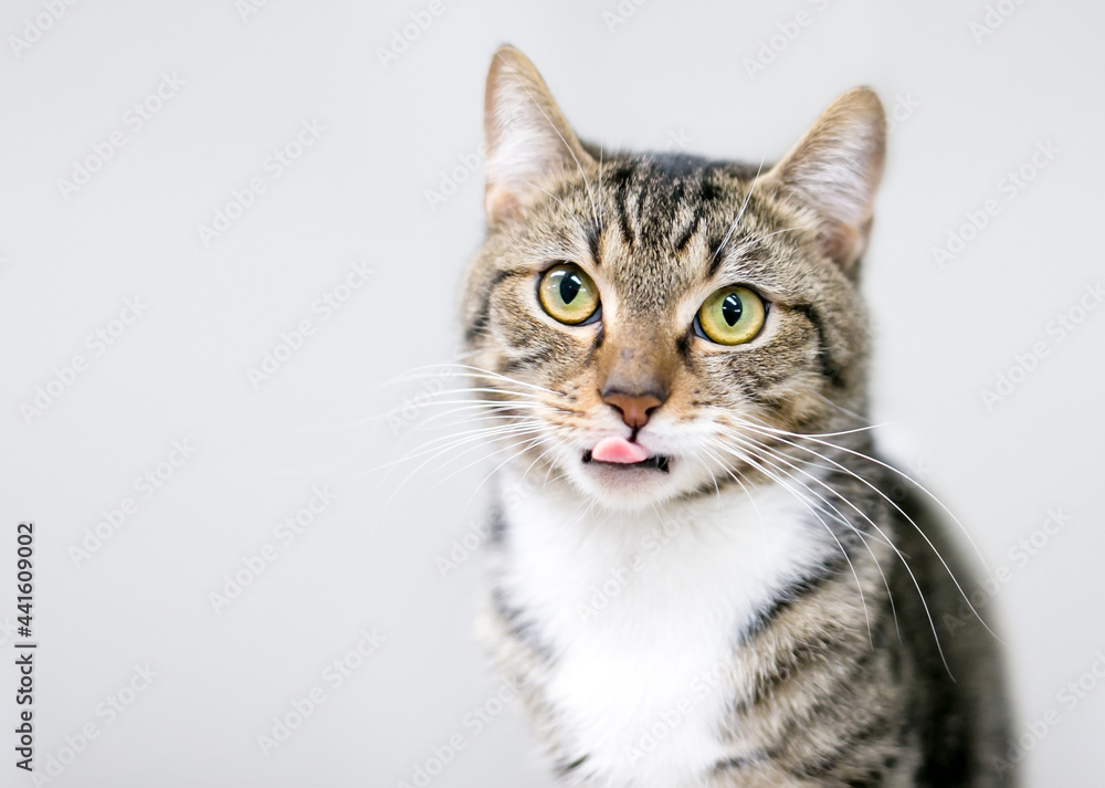 A shorthair cat with tabby and white markings licking its lips