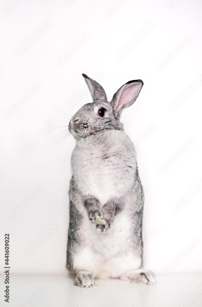Obraz premium A Giant Chinchilla Rabbit sitting upright on its hind legs